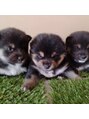 ベイビーズブレス(Baby's Breath) 生後間もない時のリタ!両脇は兄弟!リタ、ガン飛ばしてる…?