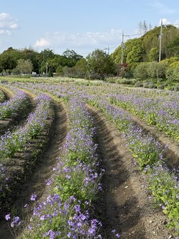 サミ 岸和田(SaMi)/ラベンダーと癒しの時間～＊