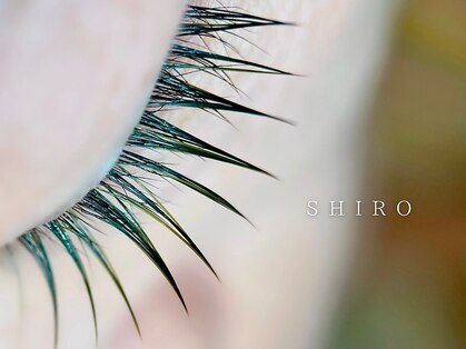 シロ(SHIRO)の写真