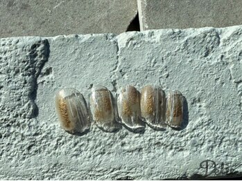 デリエ(Delie)/HAND BASIC