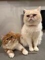 ワズ モリヤ(Was MORIYA) 飼い猫が2匹います☆