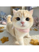 エル ヒヒ(L ヒヒ) 埼玉 猫