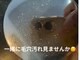 トコロティエ(tocorotie)の写真
