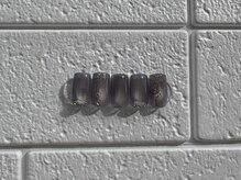 エクレ(ecle)/4月の定額デザイン¥7000