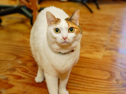 猫がいます整体の写真