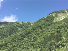 Yug.E/伊吹山の自生しているよもぎの葉