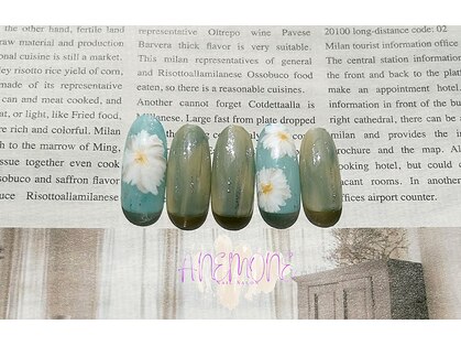 アネモネ(ANEMONE)の写真