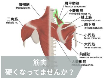 オステオパシー整体院 テツヤズ(Tetsuya’s)/筋肉の整体