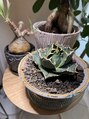 アトリエ(Atelier) お店の観葉植物アガベをお迎えしました♪