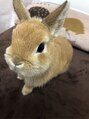 ラヴィリエ(Raviller)&nbsp;ネザーランドドワーフを飼っています♪たくさんお話しましょう！