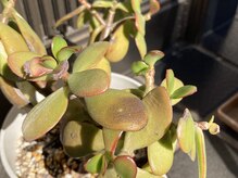 たにあん/金の生る木　２、