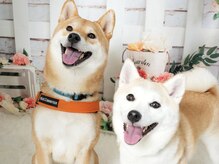コトザサン(KOTO the sun)の雰囲気（お店の看板犬です。人懐っこくて癒しになってくれます♪）