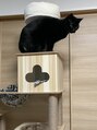 アリエス&nbsp;黒猫と白猫を飼っています