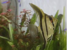 【肌質改善】Pua Pua Facial 【プアプアフェイシャル】/リラックスしながら肌質改善