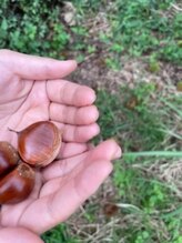 チェッコリ(CHECCOLY)/イノシシより先に♪