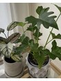 ミヌレ 大阪店(minulle)&nbsp;コロナ禍から植物にハマり大好きになりました。サロンにも緑が！