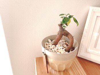 モニ(moni.)/開店当時から一緒のガジュマル