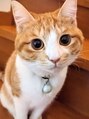 脱毛サロン リッカ(Lycka) ちゃちゃ (猫)