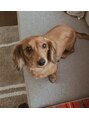 ランプ(LAMP) 実家の愛犬ですわんこ癒しです♪