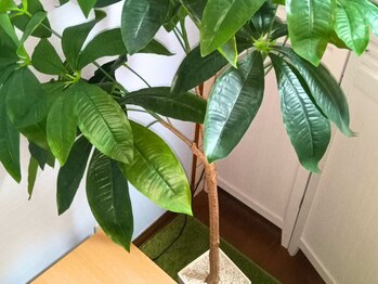 レジリエンス(Resilience)/待合の観葉植物