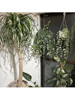 ミヌエット(MINUET)/観葉植物