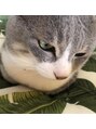 ラダシア 神田神保町店 実家猫ちゃんです☆かわいいですよね！！