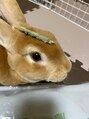 クマの冬眠 南川添店&nbsp;ウサギ2です！穏やかで優しい子で家族の癒し要員です