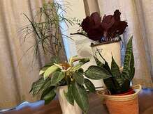 サンテ エ ボーテ 福岡博多店(Sante et Beaute)/観葉植物で癒しの空間を♪