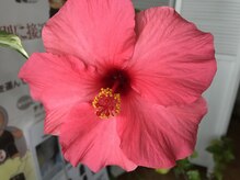 ハミングバード/季節外れのハイビスカス