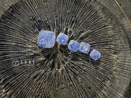 【パラジェル】8月foot monthly