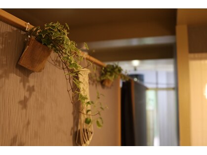 メソテース(Mesotes)の写真