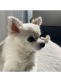 トゥルーアイ 渋谷道玄坂店(TRU EYE) チワワのリンちゃんです♪人懐っこくていつも癒されてます＾＾