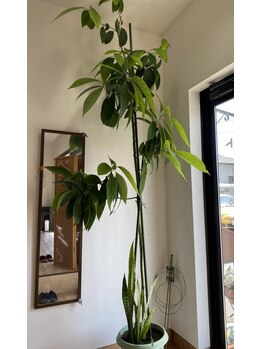 マーガレット整体/入口に大きなアボカドの木が・・