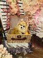 エステサロン サラ エミリー 銀座店(SARA EMILY)&nbsp;我が家の癒し犬です★
