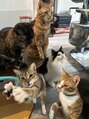 フルールクレール 日本橋店&nbsp;猫たちに癒されます