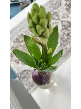 マシュマロハンド/よもぎ蒸し/冷え/むくみ改善