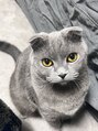 ゾウゾウ(Zow Zow) 大好き猫様… ヴェル君温厚で何も怒らない食いしん坊さん