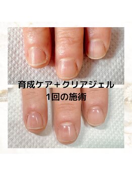 カンパニュラ(Campanula)/育成ケア