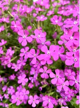 ポーラ アカシア店(POLA)/今の季節