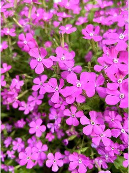 ポーラ アカシア店(POLA)/今の季節