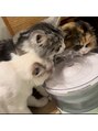 フラワー(FLOWER.) 猫三銃士!