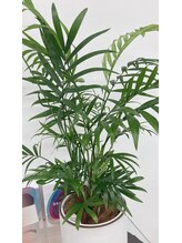 ポーラ 浦添店(POLA)/お客様か頂いたテーブルヤシ