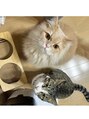 イノン ネイル(inon nail)&nbsp;スコティッシュのリノ君と保護猫かぶきちゃんです♪