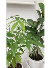 ポーラ 浦添店(POLA)/パキラ、ゴムの木