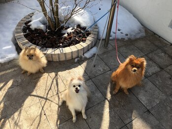 サロンドルポゼ(Salon de reposer)/僕たちにも会えるかも～。