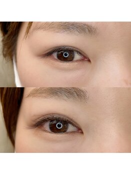 ルピナス(Lupinus)/LEDフラットラッシュ120本