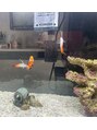 さくら整骨院 元町院 自宅で海水魚を飼っています!