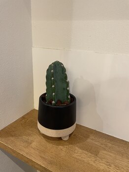 ニジ(Nizi)/小さな癒し♪