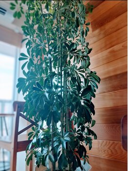 エムズ ファミリア あざみ野(M‘s Familia)/Kapokさん