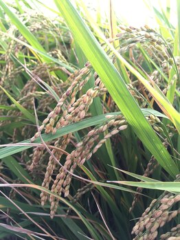 リラクゼーションサロン オーロラ(relaxation SALON Aurora)/食味検査で最高評価のお米